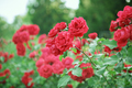 Bushes of blooming bright red roses in the garden. - PhotoDune Item for Sale