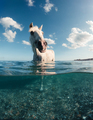 White Horse Swims In The Sea - PhotoDune Item for Sale