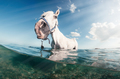 White Horse Swims In The Sea - PhotoDune Item for Sale