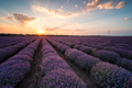 Stunning view with a beautiful lavender field - PhotoDune Item for Sale