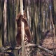 Adult brown bear in the spring forest peels the bark from a tree - VideoHive Item for Sale