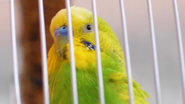 Close-up of a green budgerigar in a cage .Macro. Parrot in a cage. Selective focus, shallow depth of