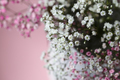 White and pink gypsophila - PhotoDune Item for Sale