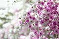 White and pink gypsophila - PhotoDune Item for Sale