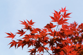 Red leaves of a Japanese maple tree - PhotoDune Item for Sale