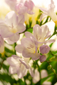 Lylac freesias close up, spring flowers - PhotoDune Item for Sale