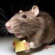 Mouse Eating