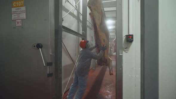 Meat Processing Plant Workers Moves a Suspended Beefs Carcass to a Warehouse Back View Work in the