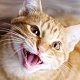 Cat Meows - AudioJungle Item for Sale