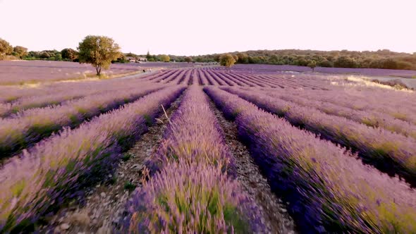 Blooming Heather Field in the Netherlands Near Hilversum Veluwe Zuiderheide Blooming Pink Purple