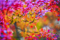 Colorful tree leaves in autumn - PhotoDune Item for Sale