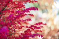 Colorful tree leaves in autumn - PhotoDune Item for Sale