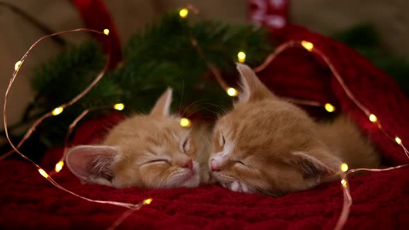 Two Striped Ginger Kittens Sleeping with Christmas Lights on Red