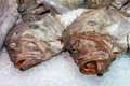 Fresh fish for sale - PhotoDune Item for Sale