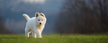 Puppy cute White Swiss Shepherd dog portrait on meadow - PhotoDune Item for Sale