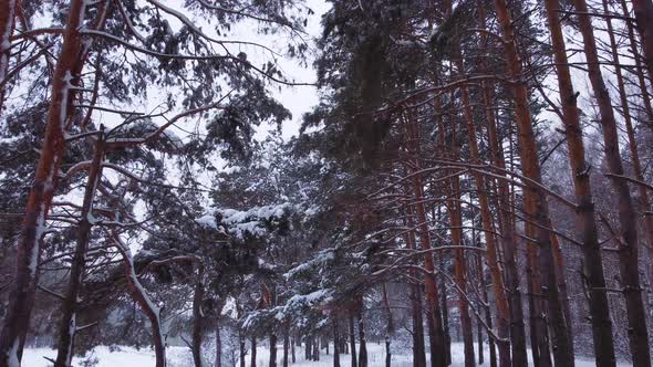 Low Aerial View in the Winter Forest