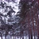 Low Aerial View in the Winter Forest - VideoHive Item for Sale