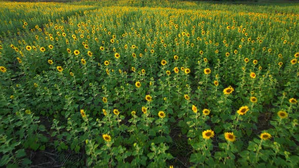 4K Beautiful aerial view of sunflowers, sunflowers blooming in the wind