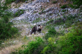 Marsican bear in the wild. - PhotoDune Item for Sale