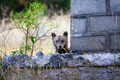 Marsican bear cub in the wild. - PhotoDune Item for Sale