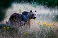 Marsican bear with cubs. - PhotoDune Item for Sale
