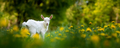 White baby goat standing on green grass with flowers - PhotoDune Item for Sale