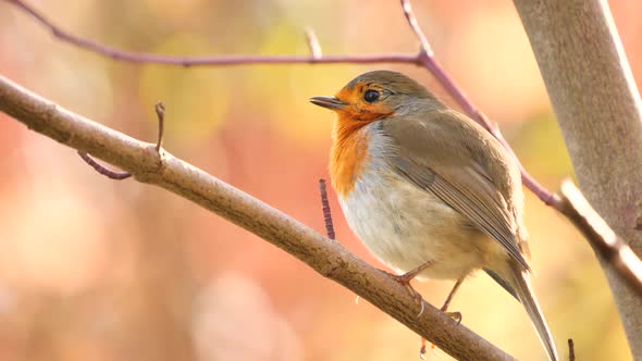 European Robin bird singing