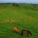 Aerial View of Green Field with Horses - VideoHive Item for Sale