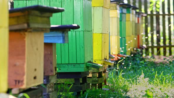 Colorful old beehives in the summer garden, Poland