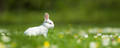 Funny little white rabbit on spring green grass. Farm concept - PhotoDune Item for Sale