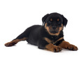 puppy rottweiler in studio - PhotoDune Item for Sale