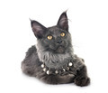 maine coon kitten - PhotoDune Item for Sale