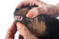 puppy rottweiler in studio - PhotoDune Item for Sale