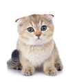 scottish fold kitten in studio - PhotoDune Item for Sale