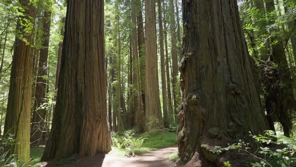 Path In Redwood Forest