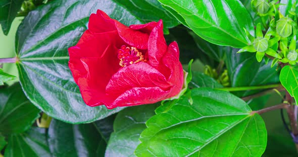 Red Hibiscus flower booms in spring time