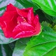 Red Hibiscus flower booms in spring time - VideoHive Item for Sale