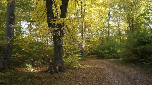 Autumn Forest with Bright Orange and Yellow Leaves