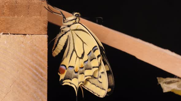 Papilio machaon, the Old World swallowtail butterfly just came out of the cocoon