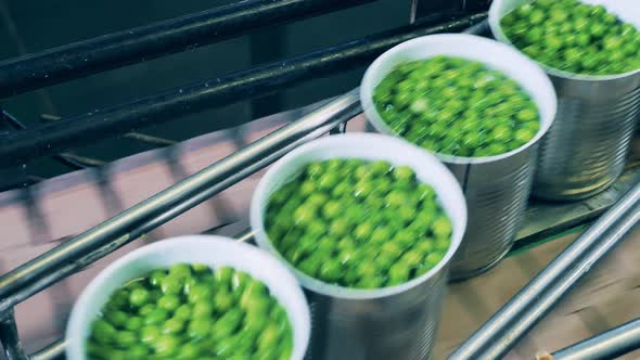 Tin Cans Filled with Green Peas are Moving Through the Conveyor