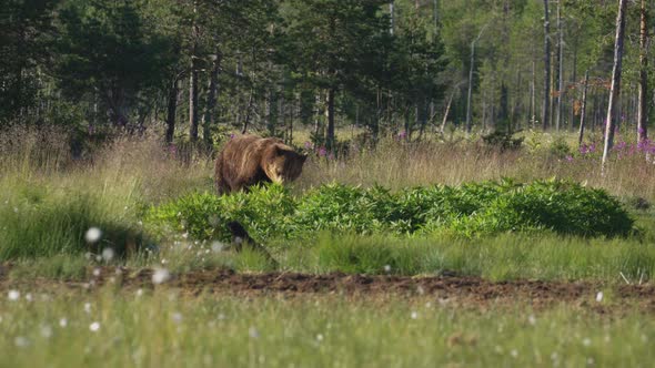 A Wild Bear Roaming Alone At The Field On A Sunny Day - wide shot