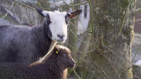 Norwegian breed sheep and lamb standing_slomo