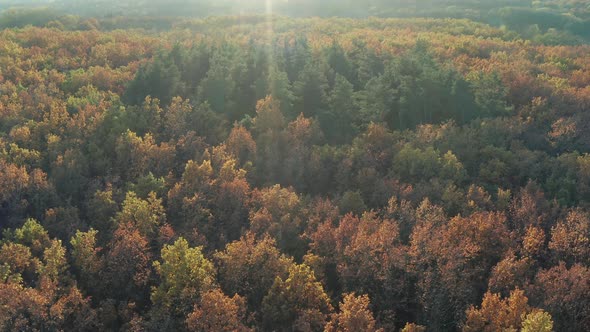 Beautiful flight above the trees. Autumn forest.