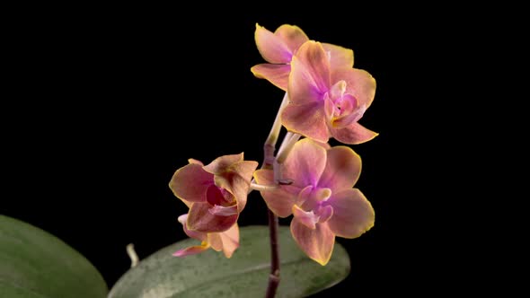 Opening Beautiful Peach Orchid Phalaenopsis Flower