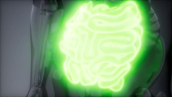 Human Small Intestine Radiology Exam alt