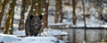 Wild pig with snow. Young Wild boar, Sus scrofa, in wintery forest - PhotoDune Item for Sale
