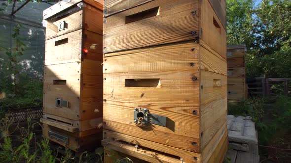 Scenic wooden beehive with bees in the sunlight