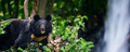 Asiatic black bear (Ursus thibetanus) in summer forest with waterfall.. Wildlife scene from nature - PhotoDune Item for Sale