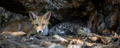 Red fox, vulpes vulpes in forest. Close wild predators in natural environment - PhotoDune Item for Sale