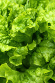 Green salad or lettuce leaves in garden, homegrown produce in back yard, closeup - PhotoDune Item for Sale